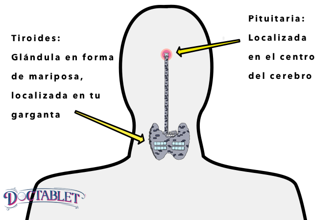 Función de la Glándula Tiroides: Produce T4 y T3