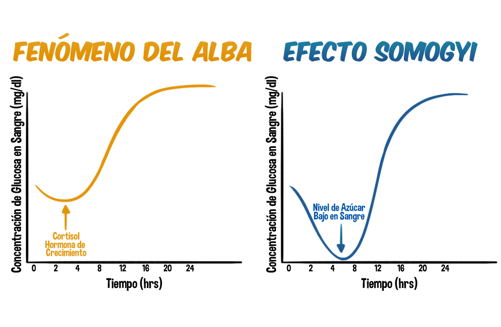 Fenómeno del Alba vs Efecto Somogyi